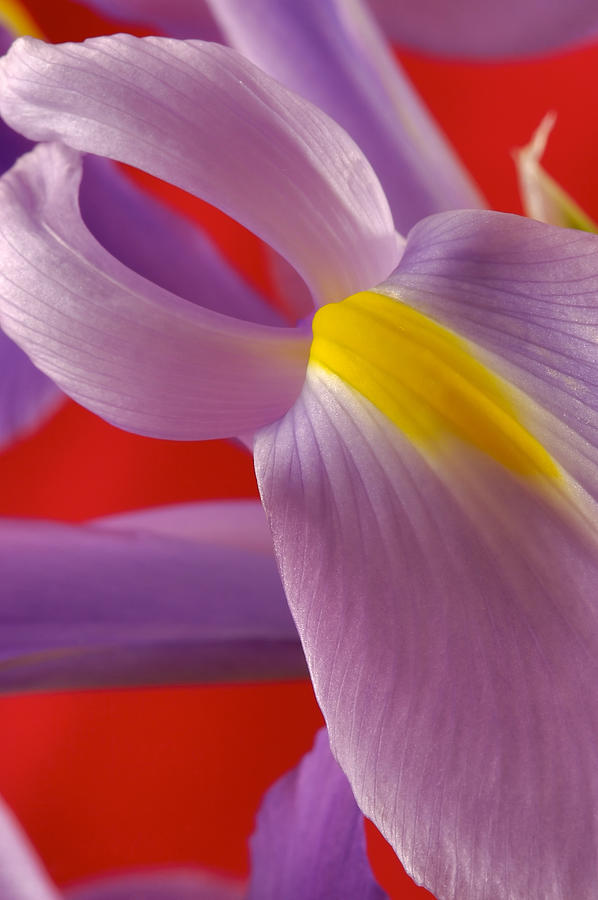 Photograph of a Dutch Iris #2 Photograph by Perla Copernik