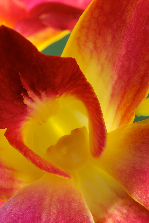 Photograph of a Hope orchid Flower #1 Photograph by Perla Copernik
