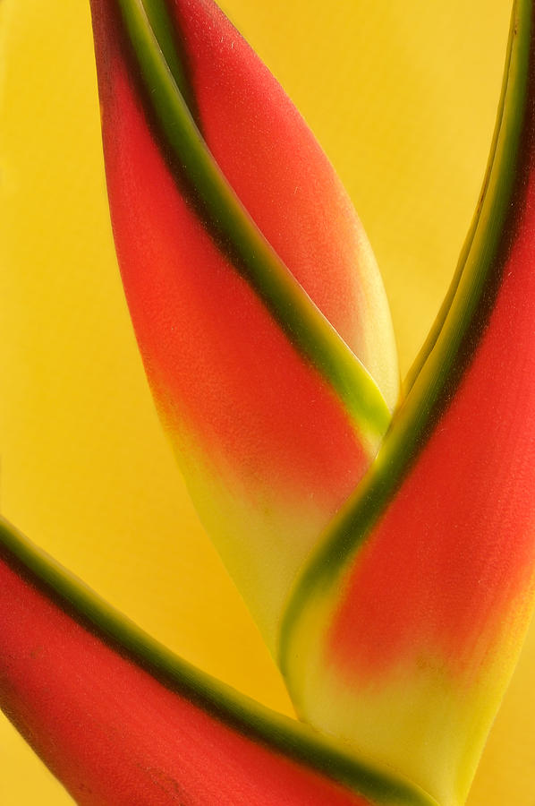 Photograph of a Lobster Claws Heliconia #2 Photograph by Perla Copernik
