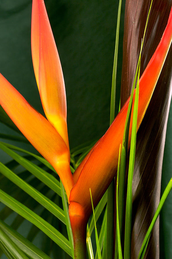 Photograph of a Parrot Flower Heliconia #1 Photograph by Perla Copernik