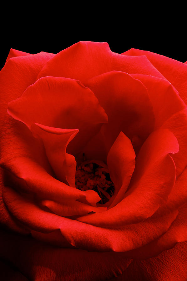 Photograph of a Red Rose #2 Photograph by Perla Copernik