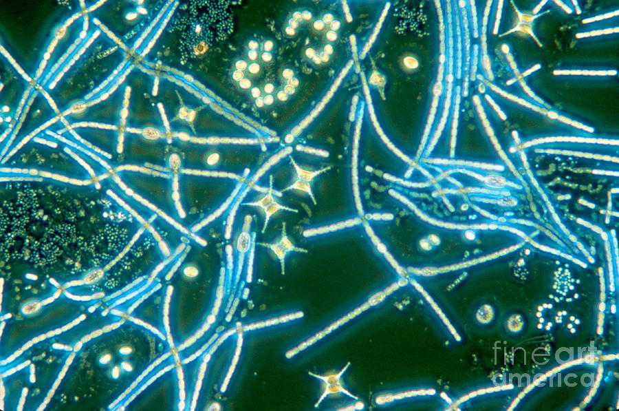 Phytoplankton #1 Photograph by M. I. Walker