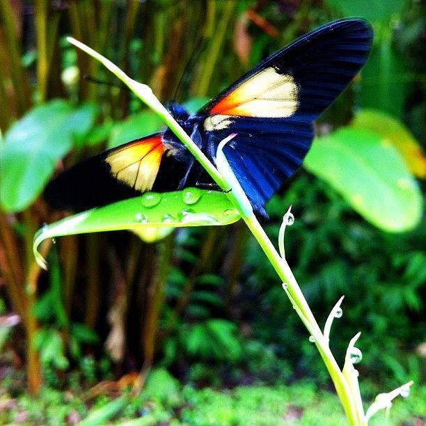 Butterfly Photograph - #picoftheday #nature #ecuador #1 by Martin Endara
