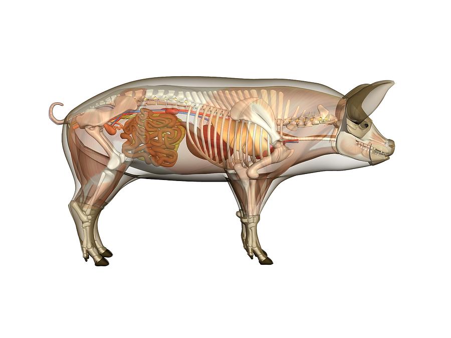 Анатомия поросенка в картинках