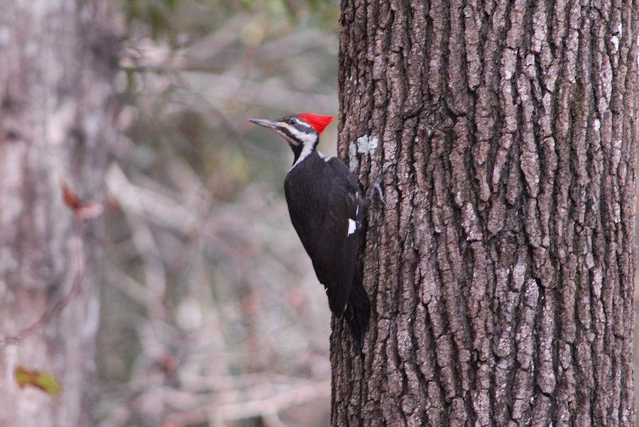 Pileated woodpecker #1 Photograph by David Campione