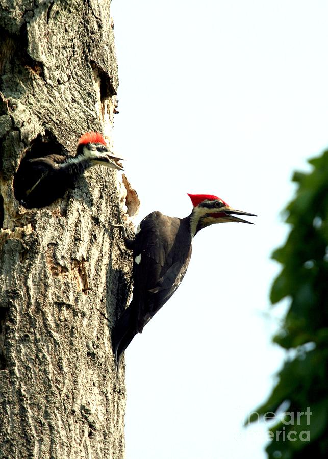 Pileated Woodpecker #1 Photograph by Jack R Brock