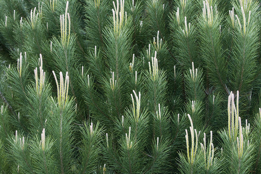 Pine Spring Growth Santa Cruz California #1 Photograph by Sebastian Kennerknecht