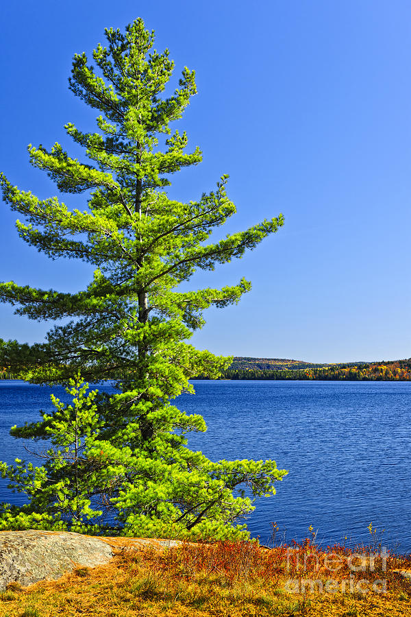 Pine tree at lake shore 2 Photograph by Elena Elisseeva - Pixels