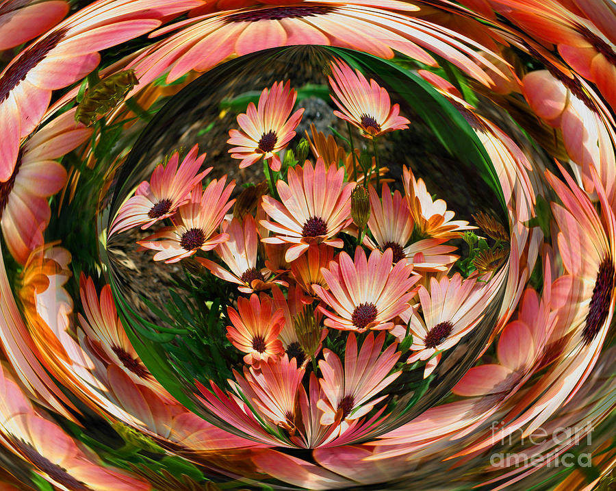Pink African Daisies #2 Photograph by Smilin Eyes Treasures