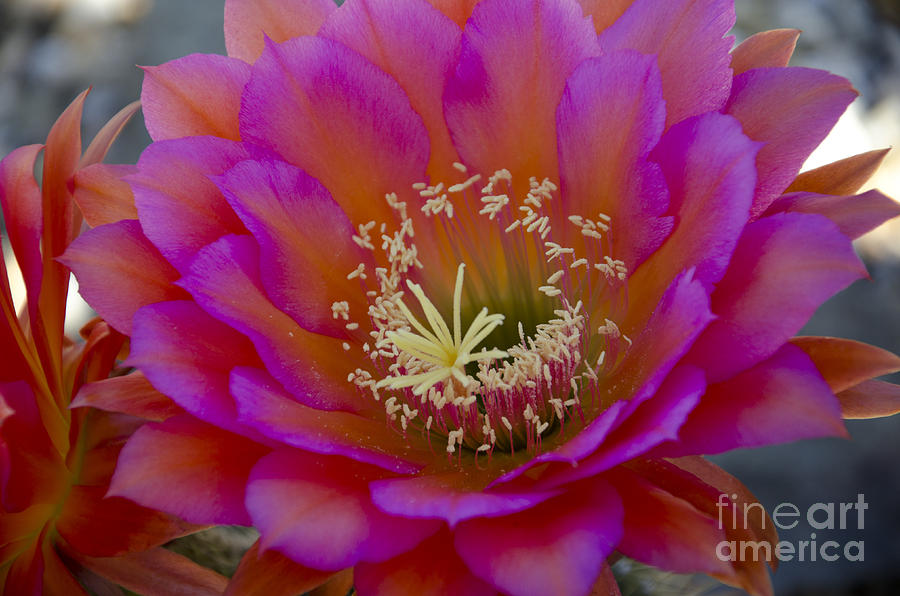 Flowers Still Life Photograph - Pink and orange cactus flower #1 by Jim And Emily Bush