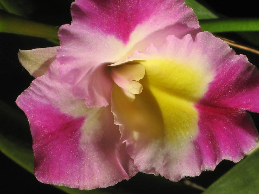 Pink And Yellow Cattleya Orchid #1 Photograph by Alfred Ng