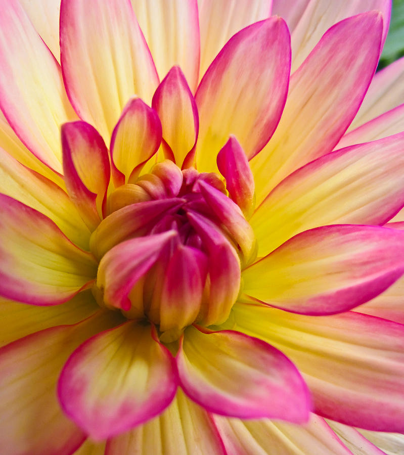 Flower Photograph - Pink And Yellow Dahlia #1 by Eva Kondzialkiewicz