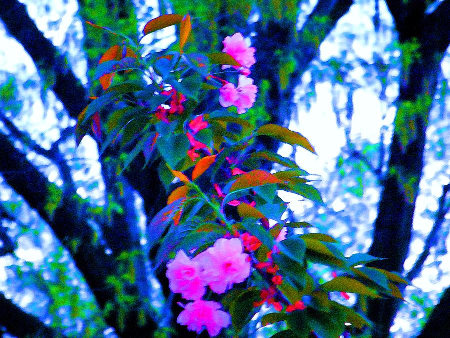 Pink Blossoms #1 Photograph by Susan Carella