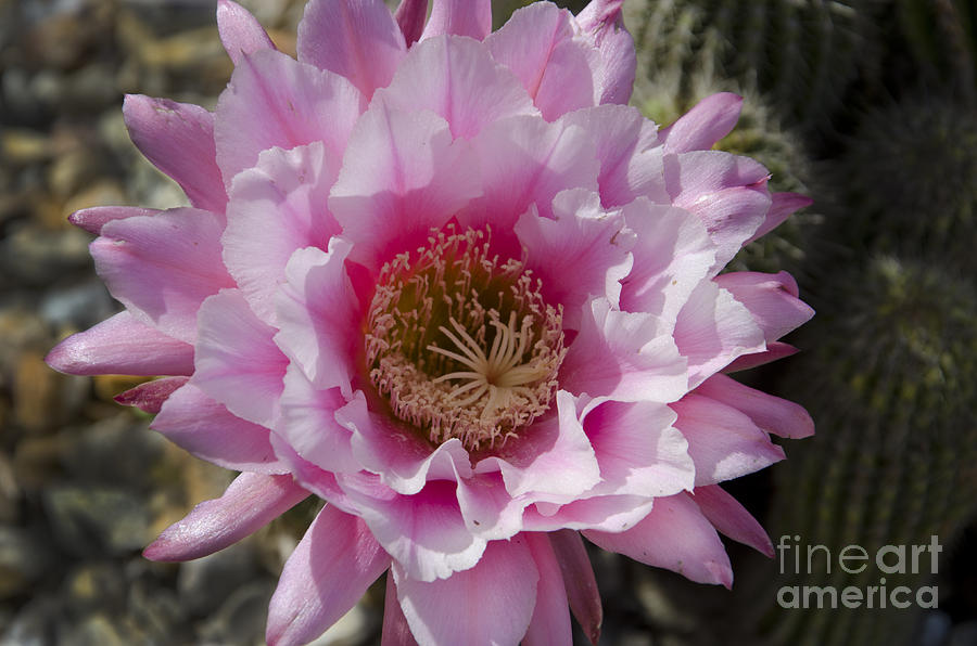 Pink cactus flower #1 Photograph by Jim And Emily Bush