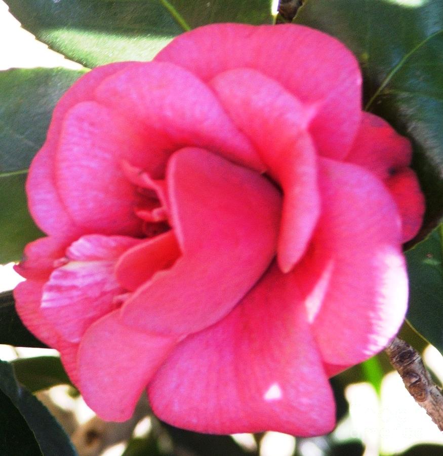 Pink Camelia #1 Photograph by Therese Alcorn