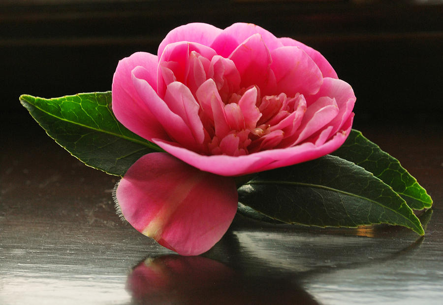 Pink Camellia #1 Photograph by Terence Davis