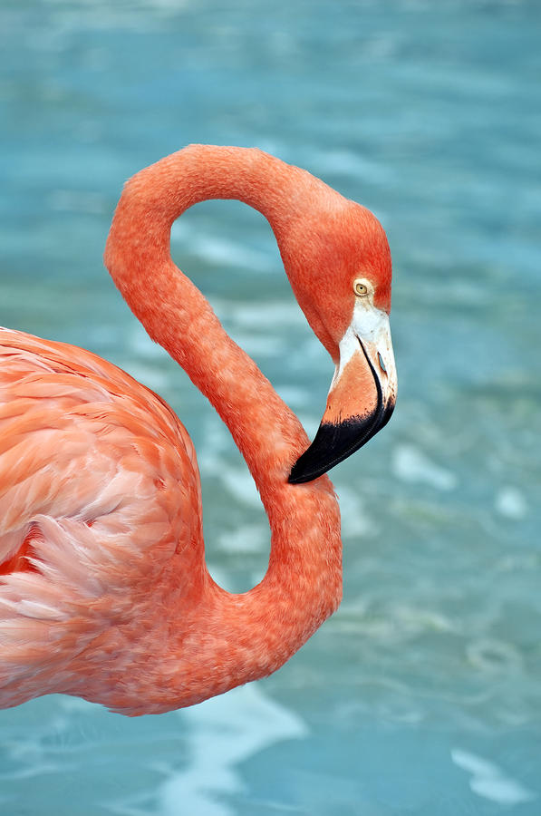 Pink Flamingo. Photograph by Fernando Barozza - Fine Art America