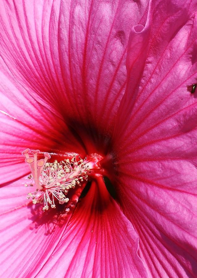 Nature Photograph - Pink Hibiscus Up Close #1 by Bruce Bley