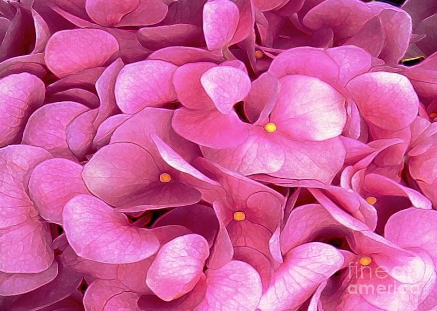 Pink Hydrangeas #1 Digital Art by Dale   Ford