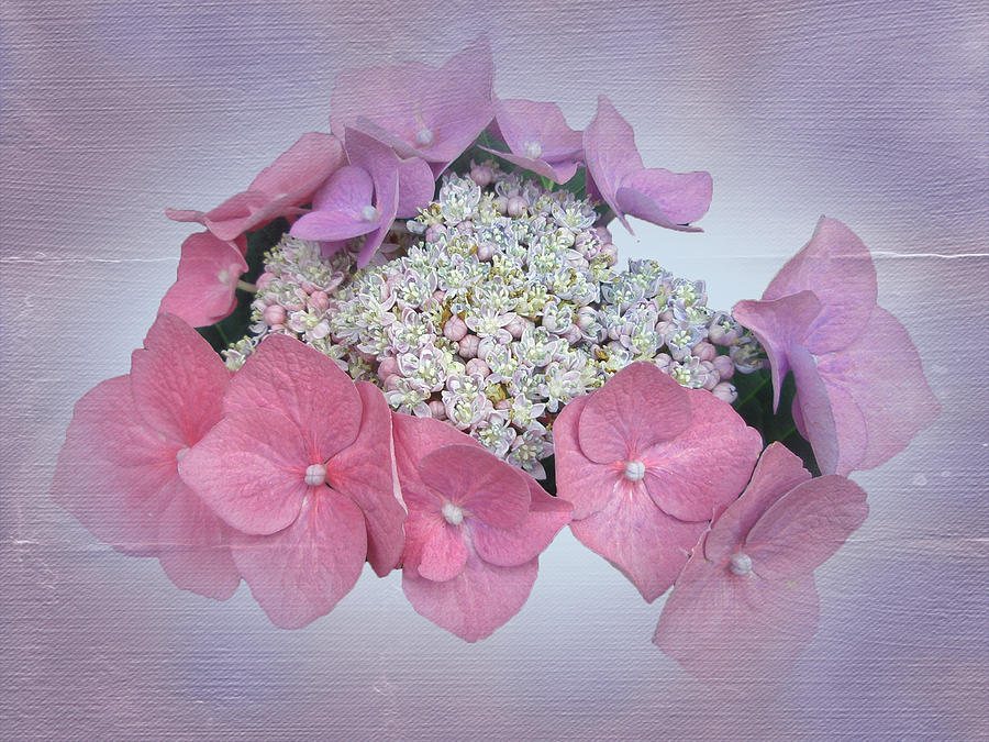 Nature Photograph - Pink Lace Cap Hydrangea Flowers #1 by Carol Senske