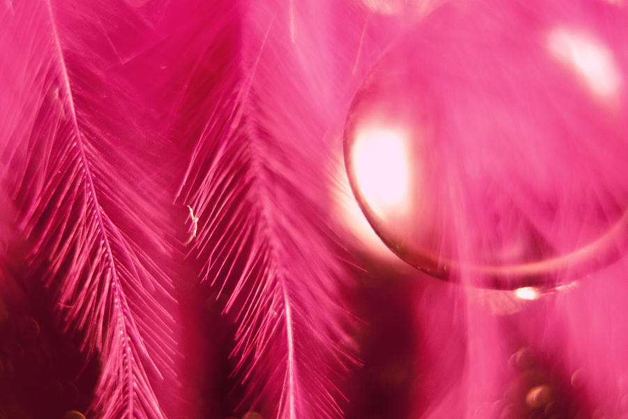 Feather Photograph - Pink #1 by Lauri Novak