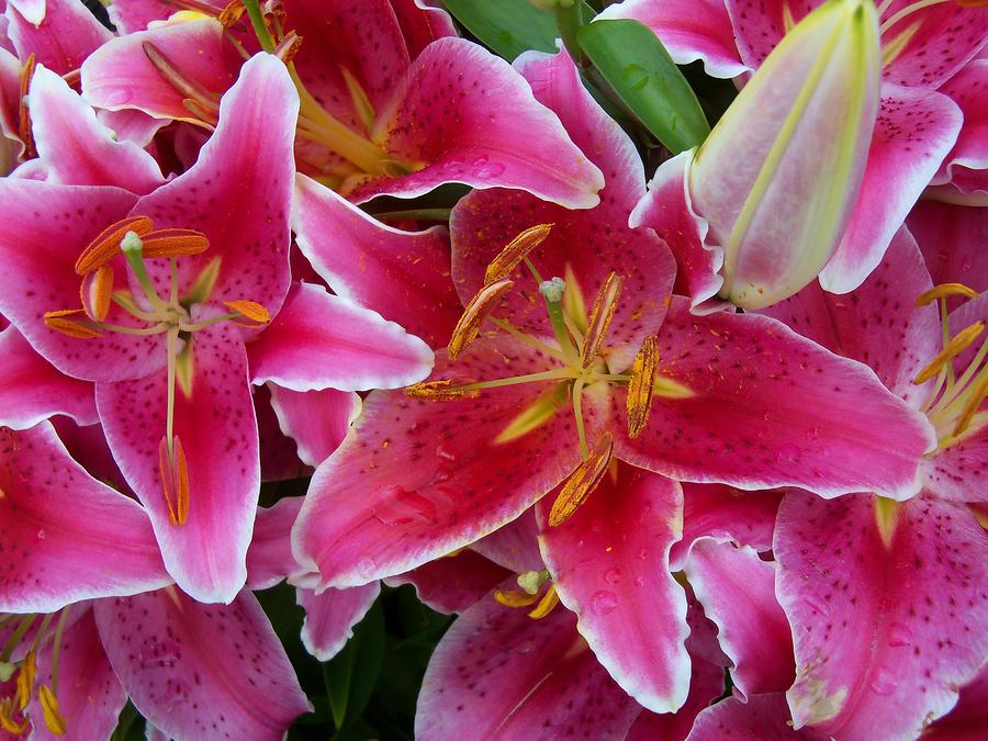 Pink Lilies with Water Droplets #1 Photograph by Corinne Elizabeth Cowherd