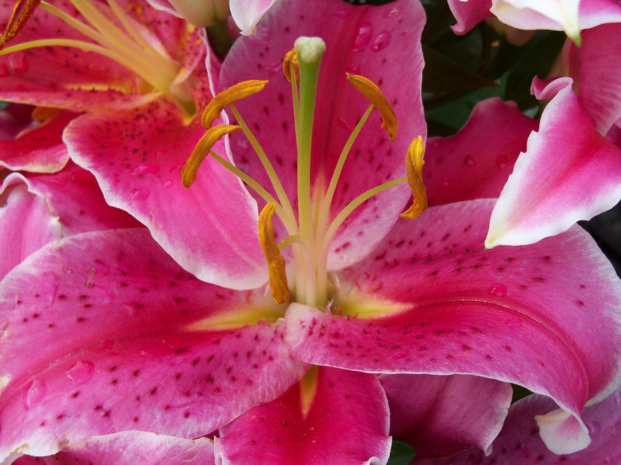 Pink Lily with Water Droplets #1 Photograph by Corinne Elizabeth Cowherd