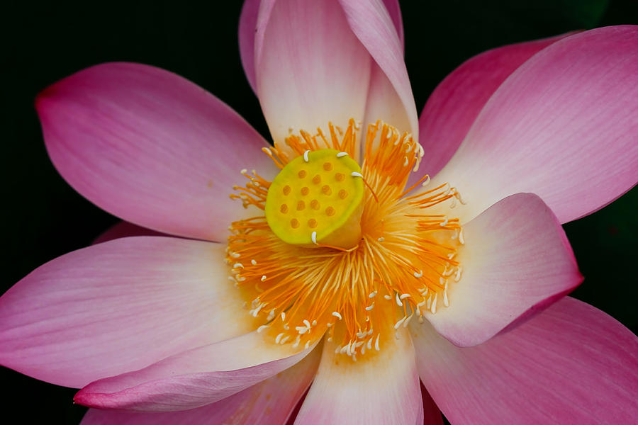 Lily Photograph - Pink Lotus Flower Blooming At Thailand #1 by Chatchawin Jampapha