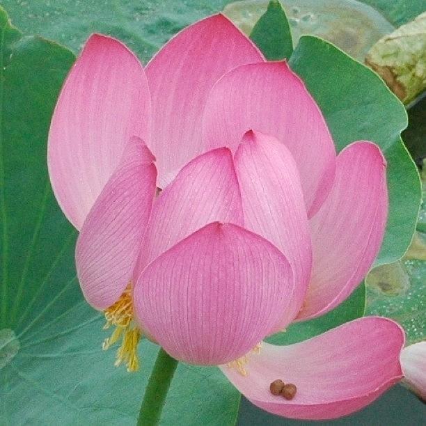 Flower Photograph - Pink Lotus #flowersonly #flowerchaser #1 by William Tan