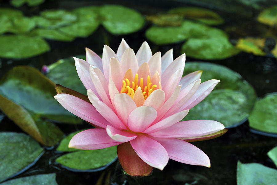 Lily Photograph - Pink Lotus #1 by Sumit Mehndiratta