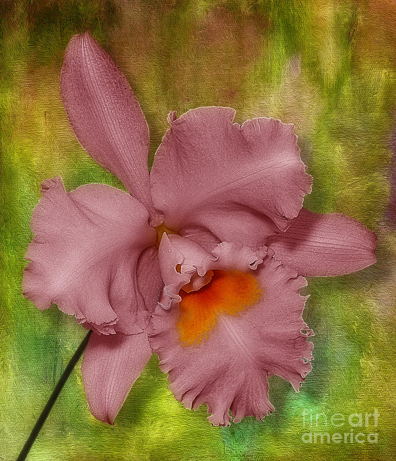 Pink Orchid #1 Photograph by Susan Candelario