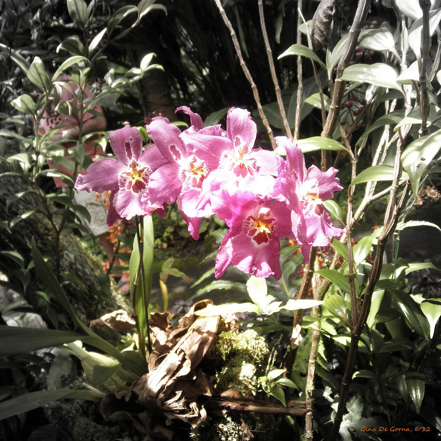 Pink Orchids 2 #1 Photograph by Gina De Gorna