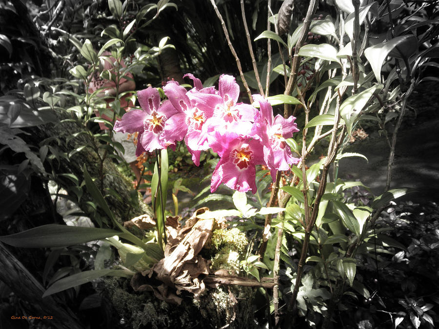 Pink Orchids #1 Photograph by Gina De Gorna