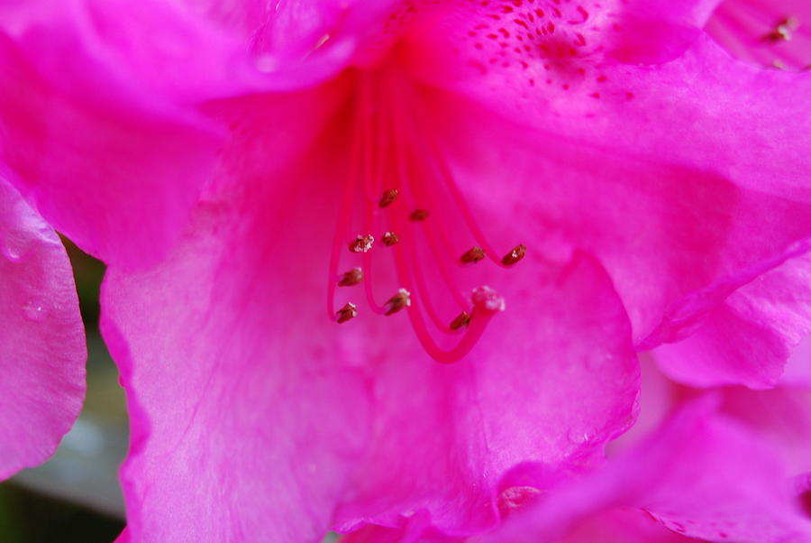 Spring Photograph - Pink Passion #1 by Michael Merry