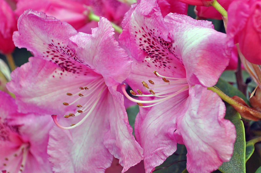Pink Rhododendrons #1 Photograph by Tikvahs Hope