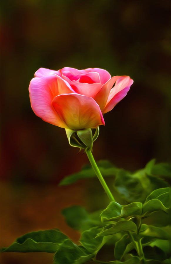 Pink Rose #1 Photograph by James Steele