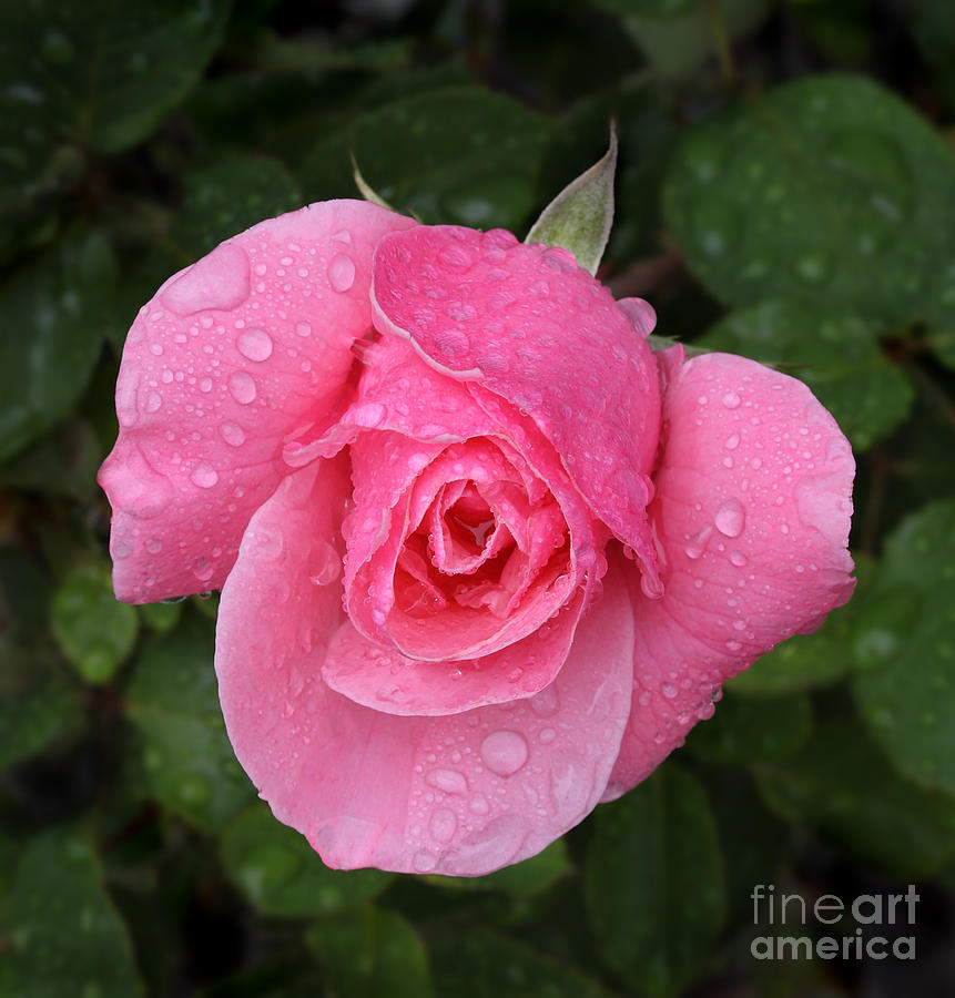 Pink rose macro shot with rain drops #1 Photograph by Nicholas Burningham