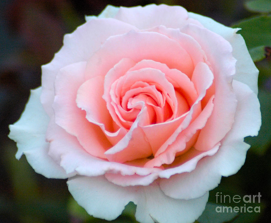 Pink Rose #1 Photograph by Ronald Grogan