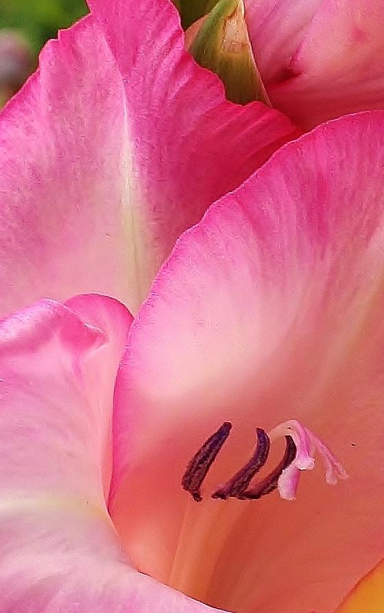 Summer Photograph - Pink Seduction #1 by Bruce Bley
