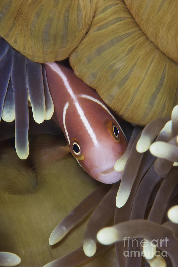 Fish Photograph - Pink Skunk Clownfish In Its Host #1 by Terry Moore