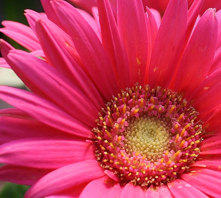 Pink Splendor #1 Photograph by Bruce Bley - Pixels