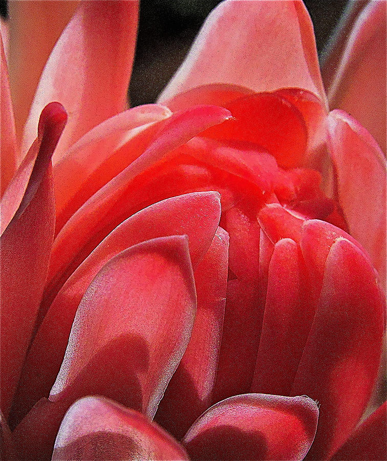 Pink Torch Ginger #2 Photograph by Jocelyn Kahawai