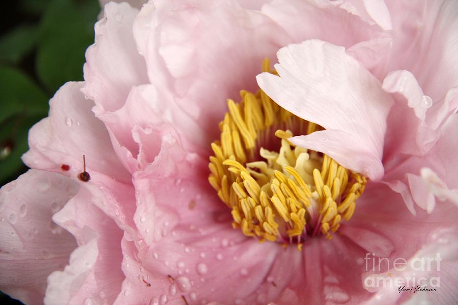 Pink Tree Peony Photograph by Yumi Johnson Pink Tree Peony Photograph by Yumi Johnson