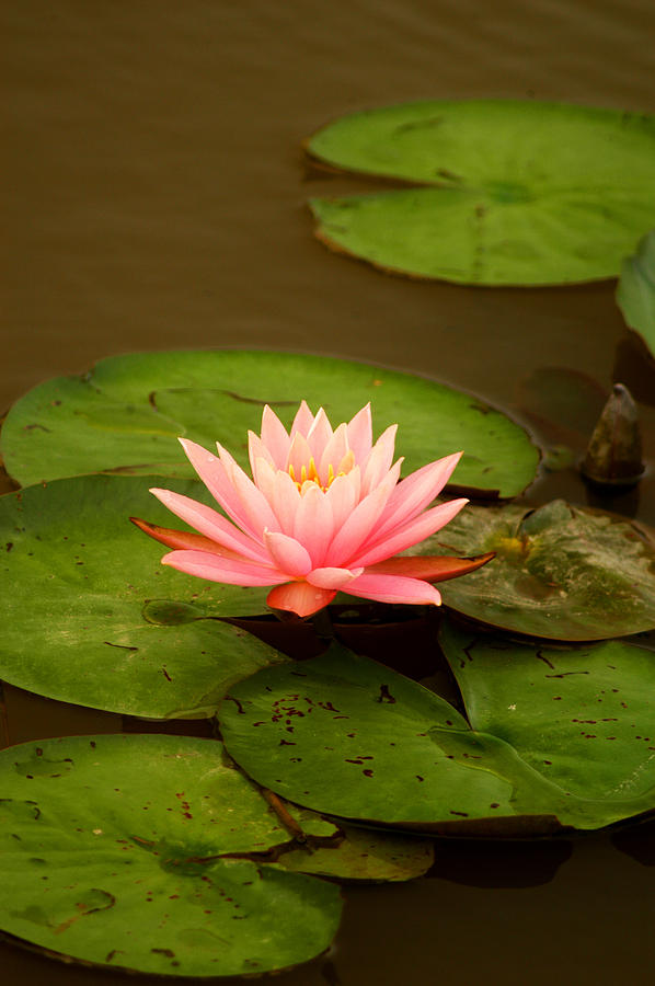 Pink Water Lily #1 Photograph by Pat Exum