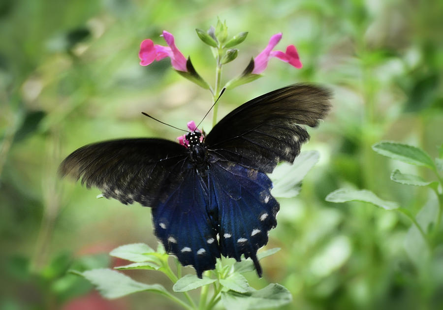 Pipevine Swallowtail Butterfly  #4 Photograph by Saija Lehtonen