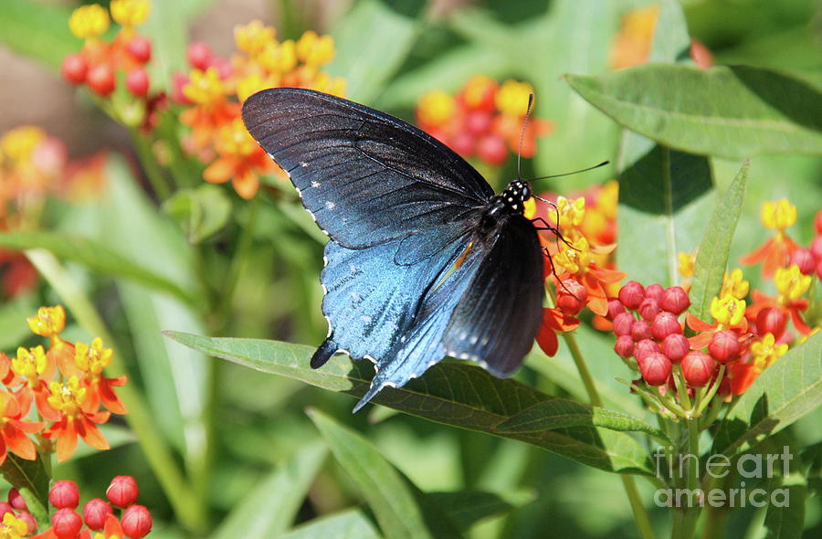 Pipevine Swallowtail  Photograph by Ken Williams