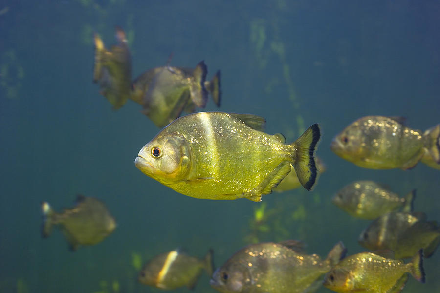 Piranhas Photograph by Peter Scoones - Fine Art America