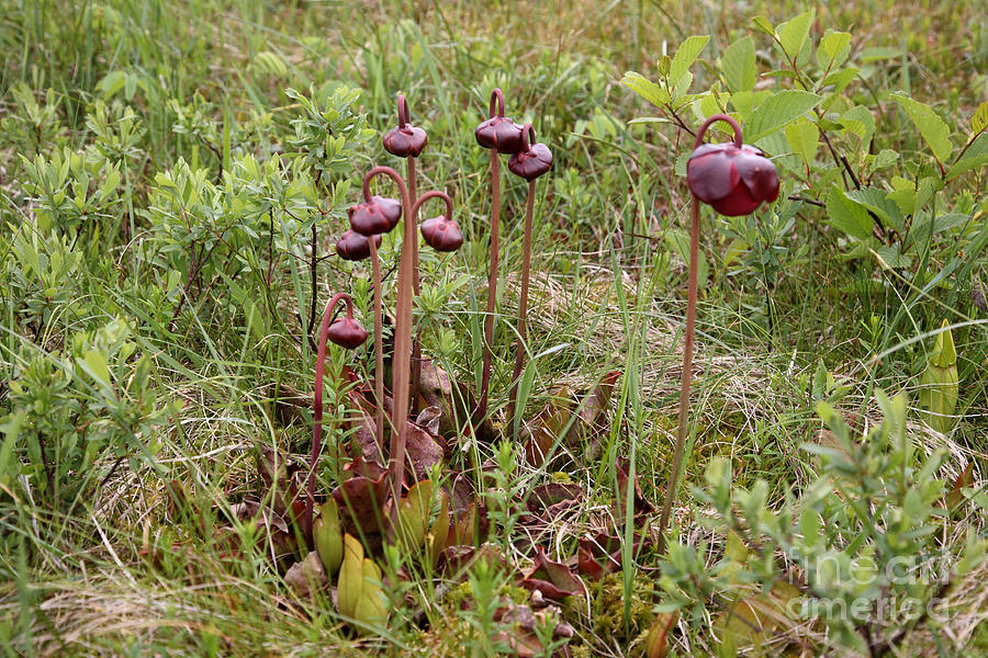 Pitcher Plant Flowers #1 Photograph by Ted Kinsman