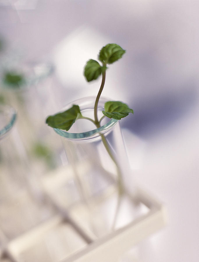 Still Life Photograph - Plant Biotechnology #1 by Tek Image