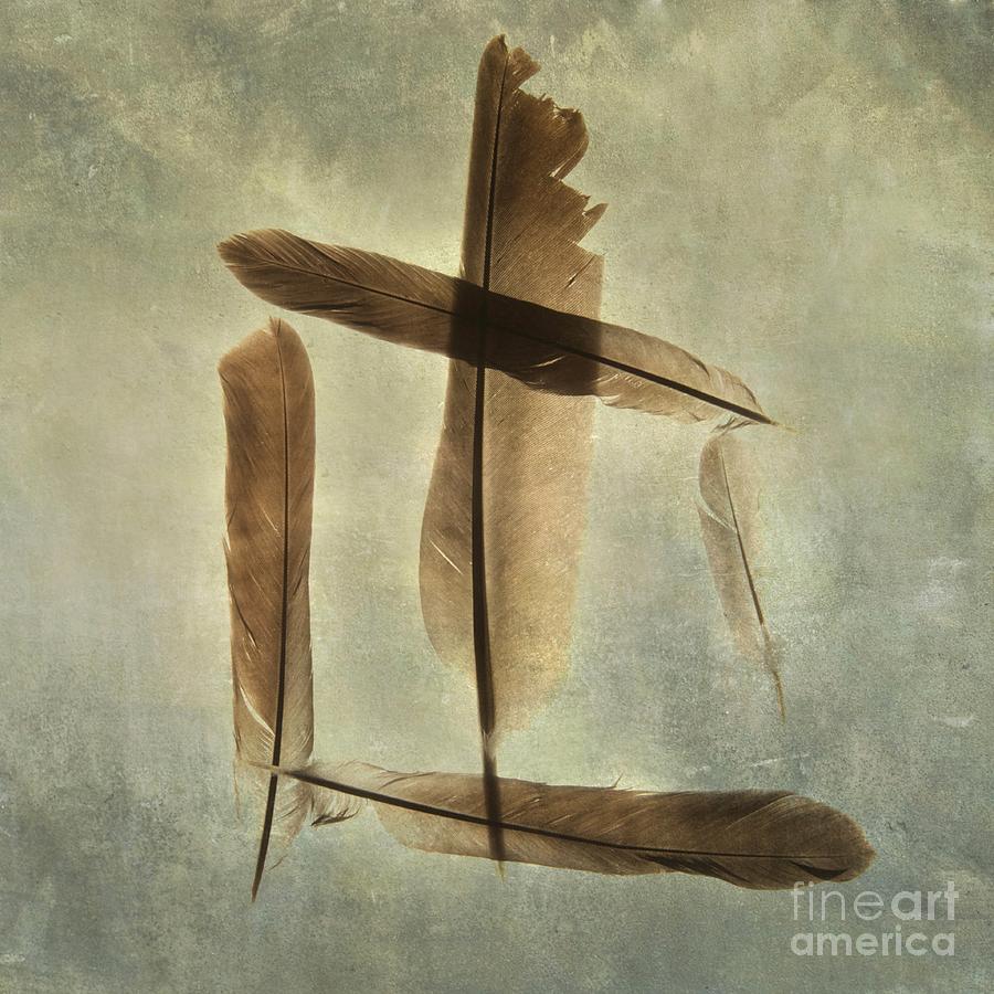 Feather Photograph - Plumage #1 by Bernard Jaubert